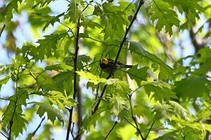 008 Warbler, Black-throated Green, 2023-05109658 Mount Auburn Cemetery, MA
